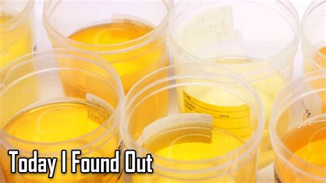 erudition   vitamins  urine bright yellow