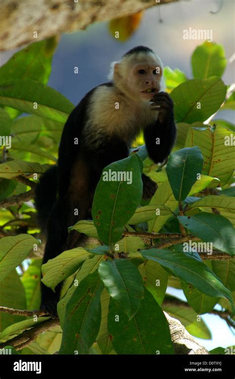 Capuchin Monkey In Manuel Antonio National Park Costa Rica Stock Photo