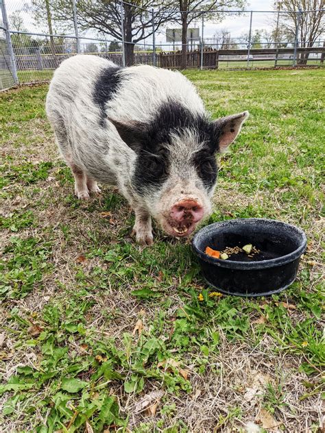 Zoo News Pearl The Pot Bellied Pig Arrives Great Bend Tribune