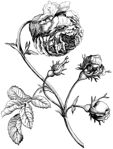 Old Rose Engraving Image Beautiful Botanical Illustration Black