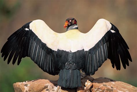 King Vulture Sarcoramphus Papa Sunning Photograph By Pete Oxford Fine