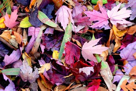 Image Of Carpet Of Autumn Leaves Austockphoto