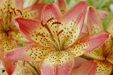 How To Grow And Care For Peruvian Lilies