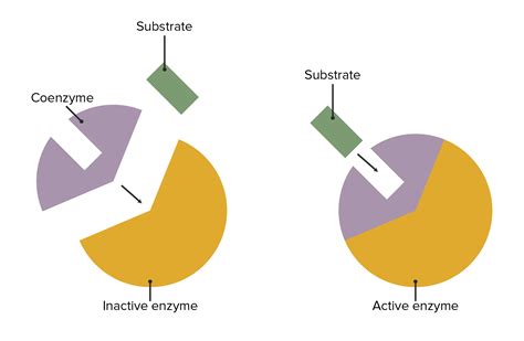 Basics Of Enzymes Concise Medical Knowledge