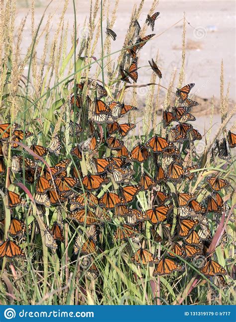 Monarch Butterfly Danaus Plexippus Butterflies Hid From A Str Stock