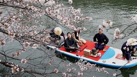 Photos Photos Japans Fleeting Panoply Of Cherry Blossoms Returns