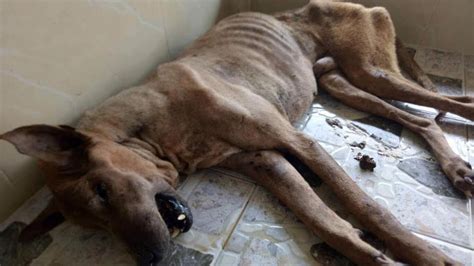 Rescue A Poor Dog With Severely Mouth Cancer And Had Given Up Hope