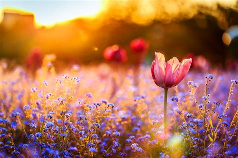 Field Flowers Wallpapers High Quality Download Free