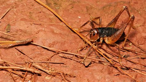 King Cricket Pteranabropsis Sp Anostostomatidae Flickr