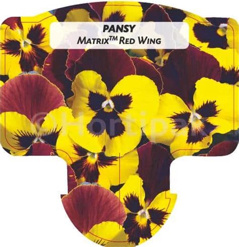 Pansy Matrix Red Wing Hortipak E Store