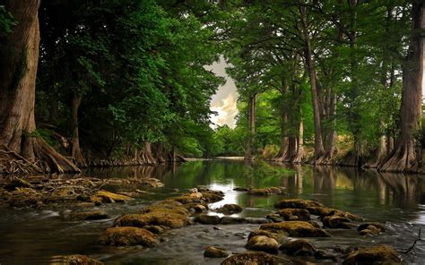 Trees River Roots Forest Water Nature Landscape Wallpapers Hd