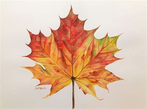 Autumn Leaf 2018 Watercolour By Charlotte Ambler Watercolor Autumn