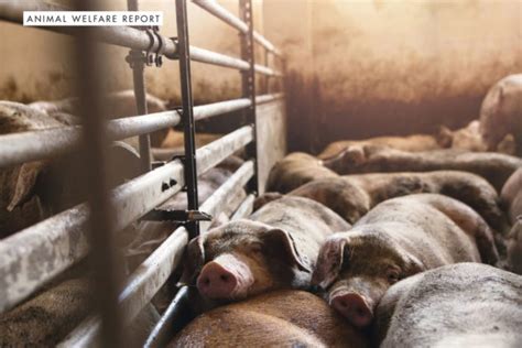 Animal Welfare Report Upstream Awareness 2019 12 06 Meatpoultry