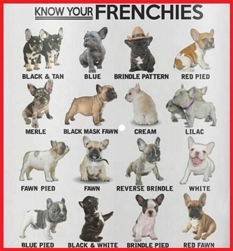 This is the original, official color chart for rare color english bulldogs. French Bulldog Colors Chart | Colorpaints.co