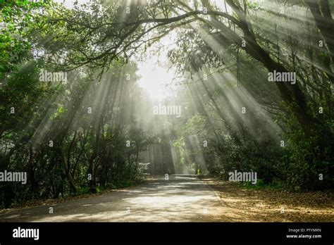 Misty Beams Of Sunlight Hi Res Stock Photography And Images Alamy