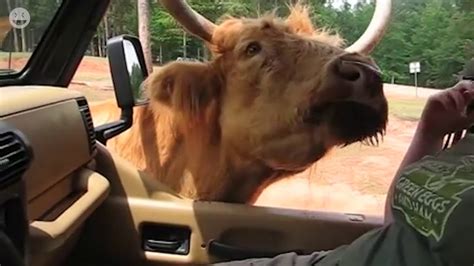 Hilarious Safari Animals Funny Animals Video Compilation Youtube