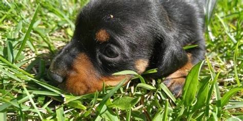 Dachshund puppies for adoption from your local north carolina animal shelter usually cost less than getting one from a specialized dachshund dog breeder. Miniature Dachshund Puppy for Sale - Adoption, Rescue ...