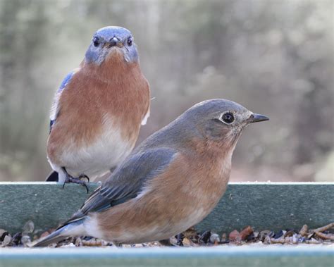 Malefemale Pair Of Eastern Bluebirds Feederwatch