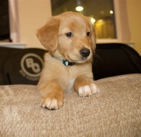 There are only three other known cases of puppies being born with grassy pelts. Golden Retriever Puppies For Sale | Greenfield, CA #309332
