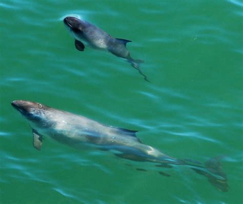 Harbour Porpoise — Porpoise Conservation Society