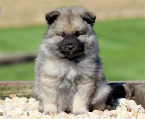 Keeshond Mix Puppies For Sale Puppy Adoption Keystone Puppies