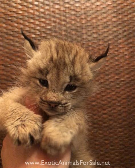 Lynx Cat Pet Price Cat Meme Stock Pictures And Photos