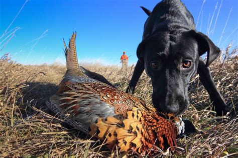 Finding And Starting Your Pheasant Dog 7 Tips From The Experts