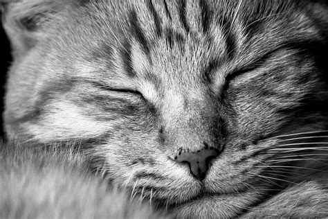 Hd Wallpaper Close Up Photo Of Cat Face Animal Pet Domestic Cat