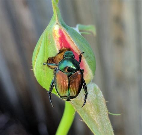 Tagawa Has The Tools You Need To Fight Japanese Beetles
