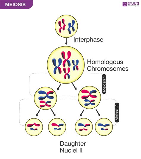 Meiosis Process Diagram SabahatElouisa