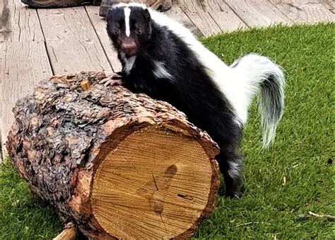Do Skunks Hibernate To Survive The Winter We Have The Answers Wyenot