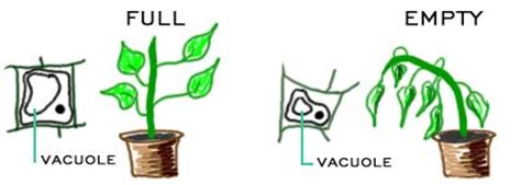 Do eukaryotic cells have a permanent vacuole. Nuova pagina 1