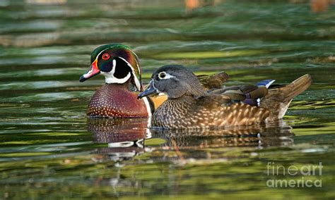 Wood Duck Pair Photograph By Timothy Flanigan