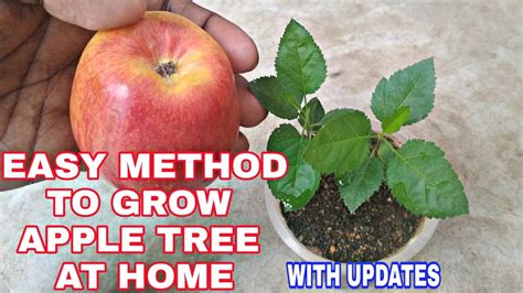 How To Grow Apple Tree From Seed At Home घर पे सेब का पौधा कैसे