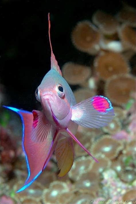 Cute Fish In The World Pics