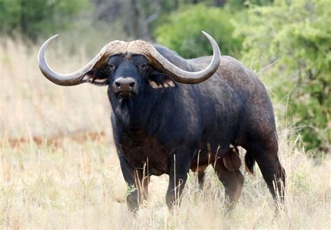 African Buffalo Interesting Fun Amazing Facts And Information Rhino