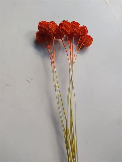 Dried Scabiosa Stellata Pods Pure Orange Color For Bouquets Etsy