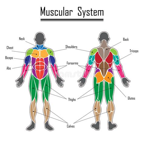 Human Muscular System Stock Vector Illustration Of