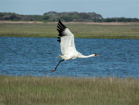 Rare Whooping Cranes Discovered Nesting Near Texas Matagorda Island