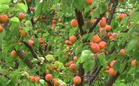 Waimea nurseries produce a large variety of dwarf fruit trees that will suit your gardening needs. Blenheim Apricot tree | Fruit, Dwarf trees, Plants