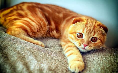 12 Ginger Scottish Fold Munchkin Cat Furry Kittens