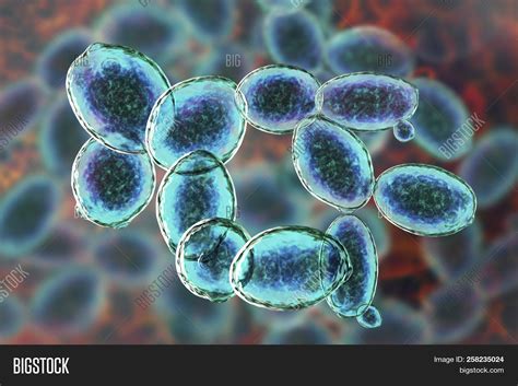Saccharomyces Image And Photo Free Trial Bigstock