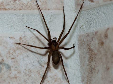 Brown Recluse Spider Bites A Possibility In The Ozarks Ksmu Radio