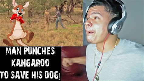 Lol Man Punches A Kangaroo In The Face Reaction Youtube
