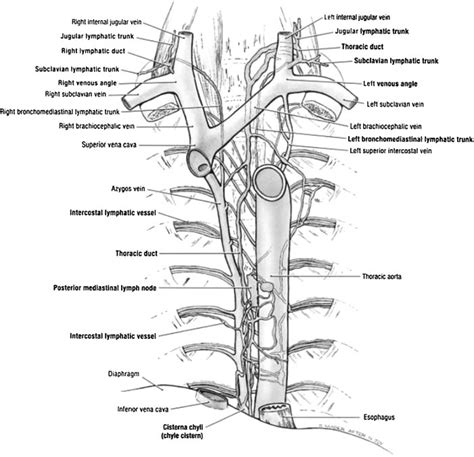 Anatomic Rendering Of The Thoracic Duct Adapted From Agur Amr Dalley