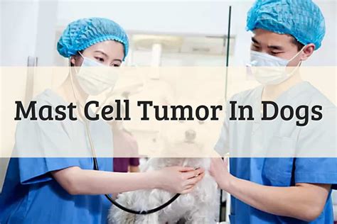 4 Steps To Understand Dog Mast Cell Tumor 2022 Update