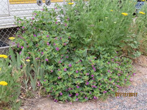 Mirabilis Multiflora Colorado Or Desert Four Oclock Lcmgorg