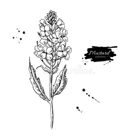 Mustard Plant Branch Vector Drawing Botanical Flower Illustrati Stock