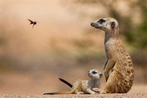Meerkat Moment Suricats In The Kalahari South Africa Back In The