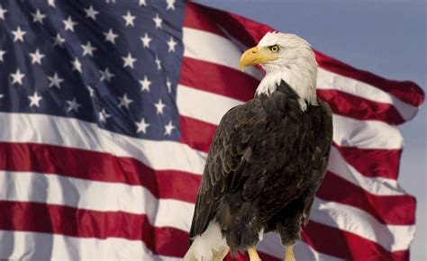 Bald Eagles Should Be Seen Not Heard Dollar Sign High Quality Stock